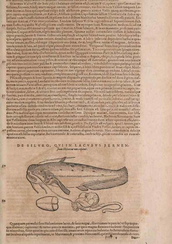 Reproducción/Reproduction 14949129773: Conradi Gesneri medici Tigurini Historiae animalium liber IV :. Francofurti :In Bibliopolio Andreae Cambieri,anno MDCIIII [1604]