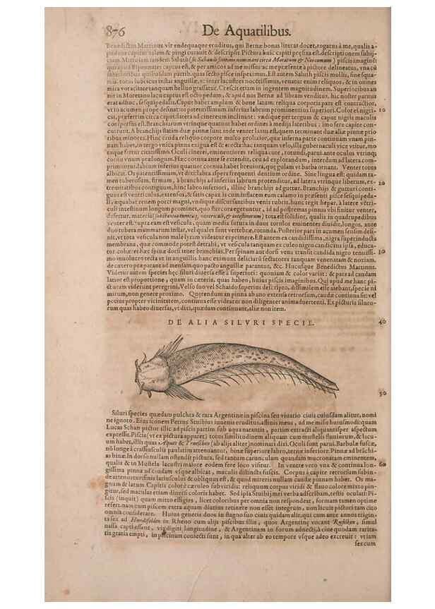 Reproducción/Reproduction 15383155198: Conradi Gesneri medici Tigurini Historiae animalium liber IV :. Francofurti :In Bibliopolio Andreae Cambieri,anno MDCIIII [1604]