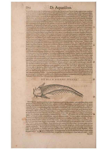 Reproducción/Reproduction 15383155198: Conradi Gesneri medici Tigurini Historiae animalium liber IV :. Francofurti :In Bibliopolio Andreae Cambieri,anno MDCIIII [1604]