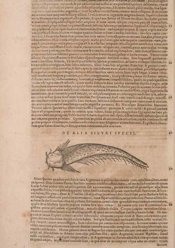 Reproducción/Reproduction 15383155198: Conradi Gesneri medici Tigurini Historiae animalium liber IV :. Francofurti :In Bibliopolio Andreae Cambieri,anno MDCIIII [1604]