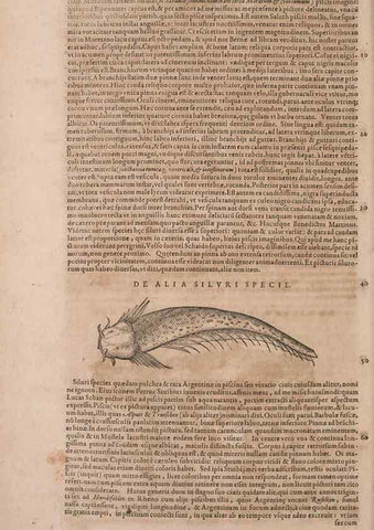 Reproducción/Reproduction 15383155198: Conradi Gesneri medici Tigurini Historiae animalium liber IV :. Francofurti :In Bibliopolio Andreae Cambieri,anno MDCIIII [1604]