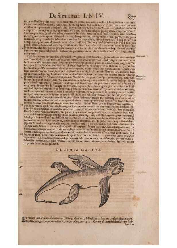 Reproducción/Reproduction 14949134183: Conradi Gesneri medici Tigurini Historiae animalium liber IV :. Francofurti :In Bibliopolio Andreae Cambieri,anno MDCIIII [1604]