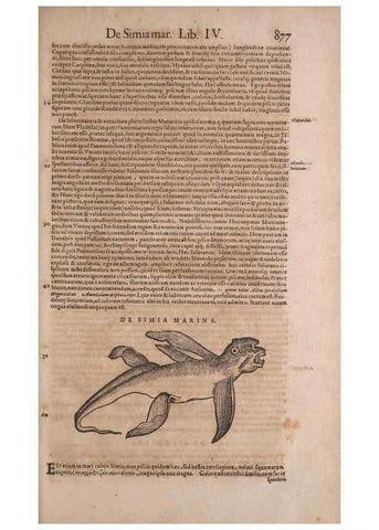 Reproducción/Reproduction 14949134183: Conradi Gesneri medici Tigurini Historiae animalium liber IV :. Francofurti :In Bibliopolio Andreae Cambieri,anno MDCIIII [1604]