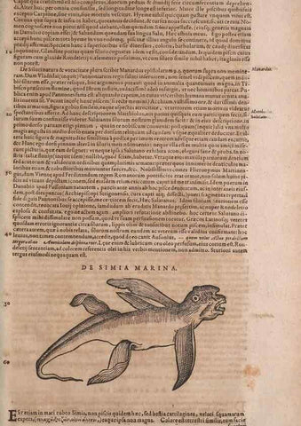 Reproducción/Reproduction 14949134183: Conradi Gesneri medici Tigurini Historiae animalium liber IV :. Francofurti :In Bibliopolio Andreae Cambieri,anno MDCIIII [1604]