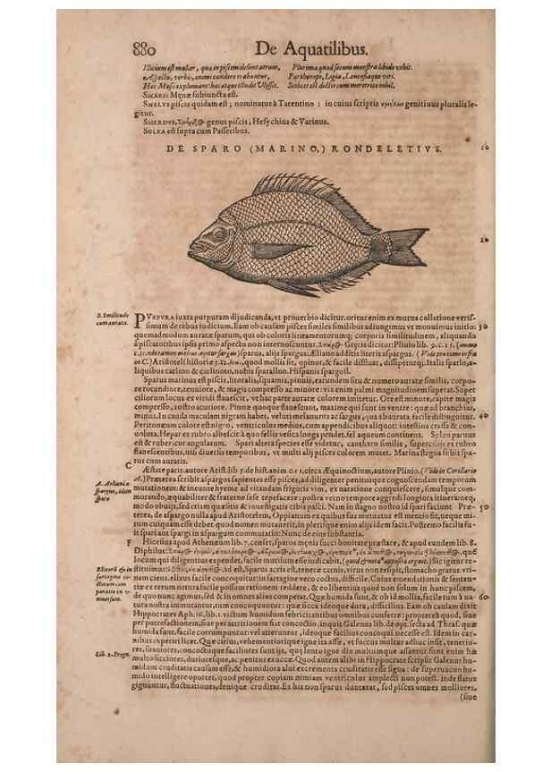 Reproducción/Reproduction 15566645841: Conradi Gesneri medici Tigurini Historiae animalium liber IV :. Francofurti :In Bibliopolio Andreae Cambieri,anno MDCIIII [1604]