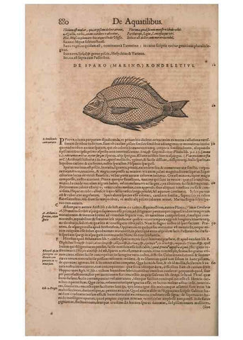 Reproducción/Reproduction 15566645841: Conradi Gesneri medici Tigurini Historiae animalium liber IV :. Francofurti :In Bibliopolio Andreae Cambieri,anno MDCIIII [1604]