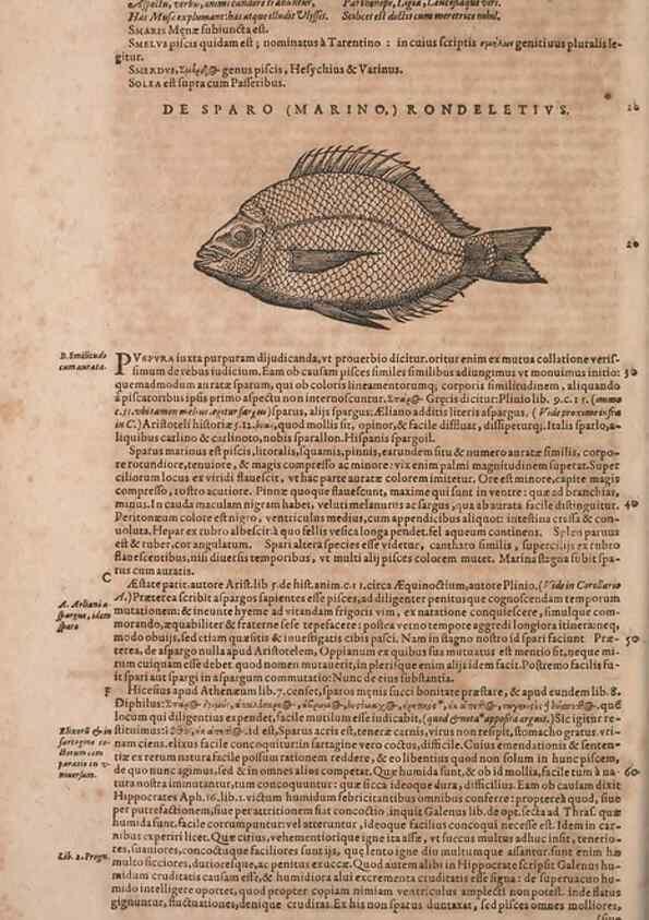 Reproducción/Reproduction 15566645841: Conradi Gesneri medici Tigurini Historiae animalium liber IV :. Francofurti :In Bibliopolio Andreae Cambieri,anno MDCIIII [1604]