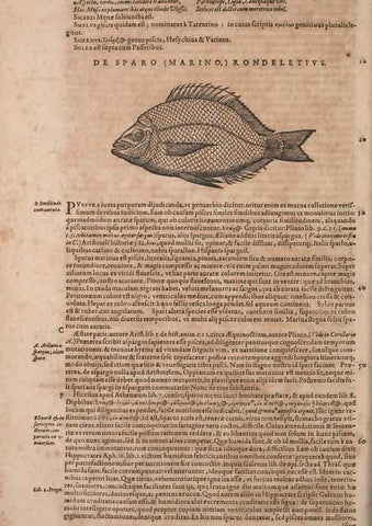 Reproducción/Reproduction 15566645841: Conradi Gesneri medici Tigurini Historiae animalium liber IV :. Francofurti :In Bibliopolio Andreae Cambieri,anno MDCIIII [1604]