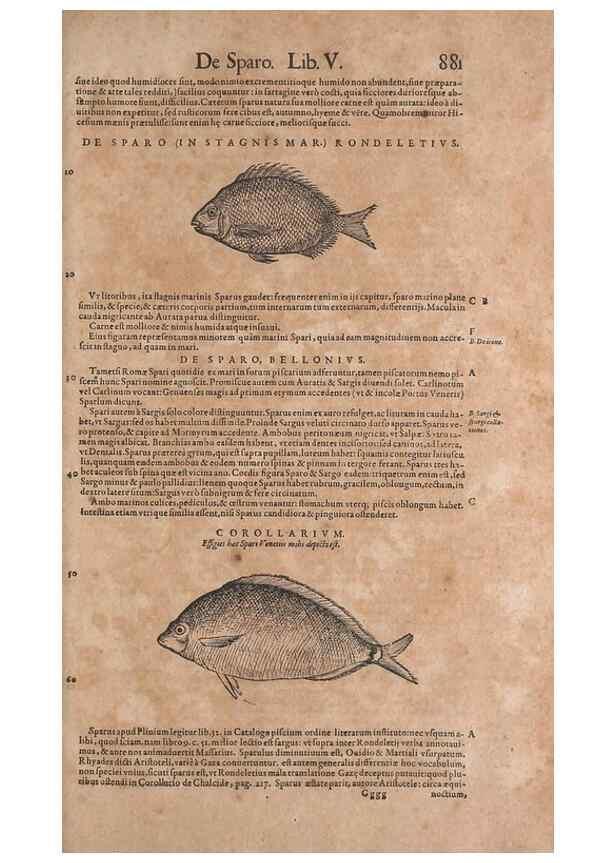 Reproducción/Reproduction 15570157292: Conradi Gesneri medici Tigurini Historiae animalium liber IV :. Francofurti :In Bibliopolio Andreae Cambieri,anno MDCIIII [1604]