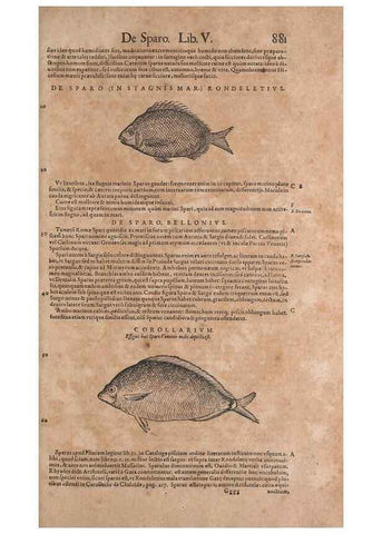 Reproducción/Reproduction 15570157292: Conradi Gesneri medici Tigurini Historiae animalium liber IV :. Francofurti :In Bibliopolio Andreae Cambieri,anno MDCIIII [1604]