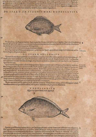 Reproducción/Reproduction 15570157292: Conradi Gesneri medici Tigurini Historiae animalium liber IV :. Francofurti :In Bibliopolio Andreae Cambieri,anno MDCIIII [1604]