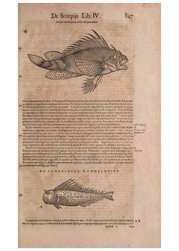Reproducción/Reproduction 14948535454: Conradi Gesneri medici Tigurini Historiae animalium liber IV :. Francofurti :In Bibliopolio Andreae Cambieri,anno MDCIIII [1604]