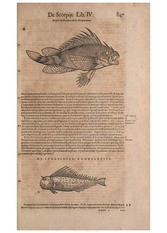 Reproducción/Reproduction 14948535454: Conradi Gesneri medici Tigurini Historiae animalium liber IV :. Francofurti :In Bibliopolio Andreae Cambieri,anno MDCIIII [1604]
