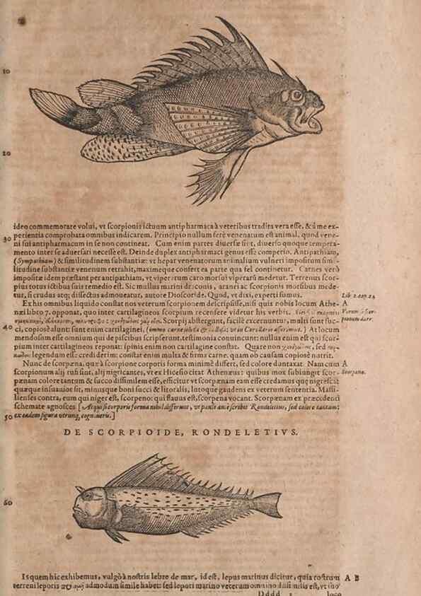 Reproducción/Reproduction 14948535454: Conradi Gesneri medici Tigurini Historiae animalium liber IV :. Francofurti :In Bibliopolio Andreae Cambieri,anno MDCIIII [1604]