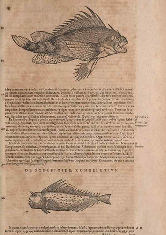 Reproducción/Reproduction 14948535454: Conradi Gesneri medici Tigurini Historiae animalium liber IV :. Francofurti :In Bibliopolio Andreae Cambieri,anno MDCIIII [1604]