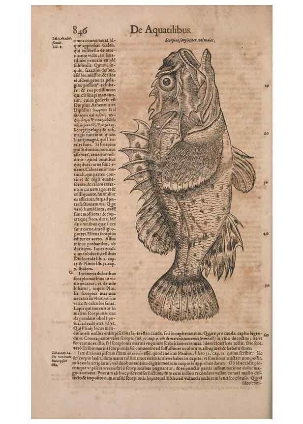 Reproducción/Reproduction 14949106553: Conradi Gesneri medici Tigurini Historiae animalium liber IV :. Francofurti :In Bibliopolio Andreae Cambieri,anno MDCIIII [1604]