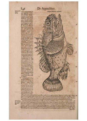 Reproducción/Reproduction 14949106553: Conradi Gesneri medici Tigurini Historiae animalium liber IV :. Francofurti :In Bibliopolio Andreae Cambieri,anno MDCIIII [1604]