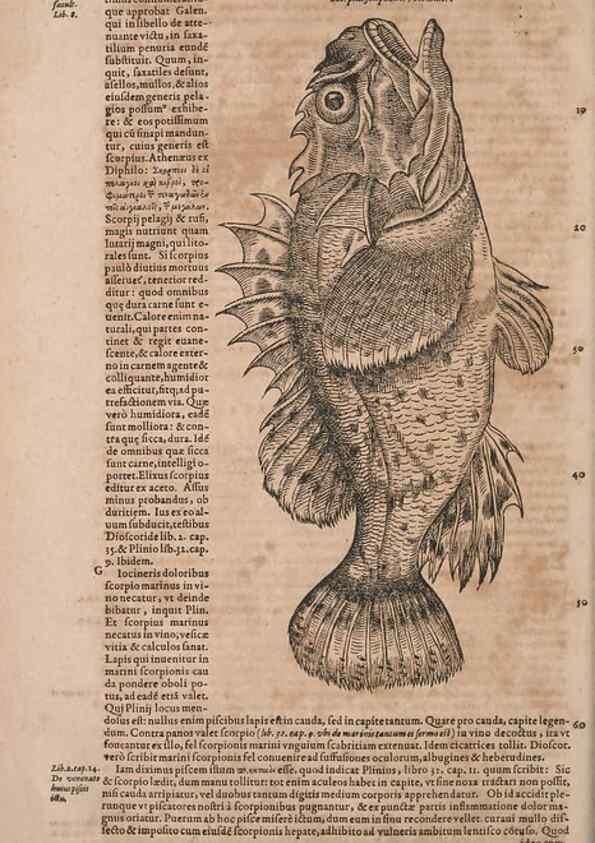 Reproducción/Reproduction 14949106553: Conradi Gesneri medici Tigurini Historiae animalium liber IV :. Francofurti :In Bibliopolio Andreae Cambieri,anno MDCIIII [1604]