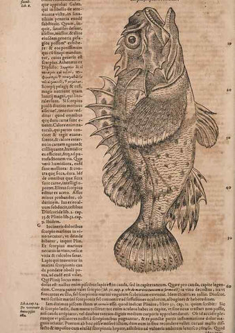 Reproducción/Reproduction 14949106553: Conradi Gesneri medici Tigurini Historiae animalium liber IV :. Francofurti :In Bibliopolio Andreae Cambieri,anno MDCIIII [1604]
