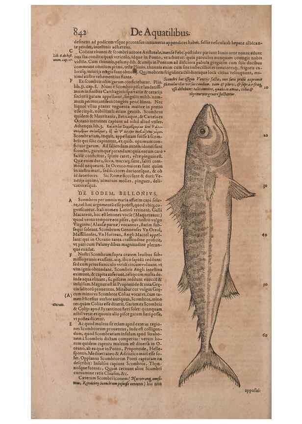 Reproducción/Reproduction 14948530264: Conradi Gesneri medici Tigurini Historiae animalium liber IV :. Francofurti :In Bibliopolio Andreae Cambieri,anno MDCIIII [1604]