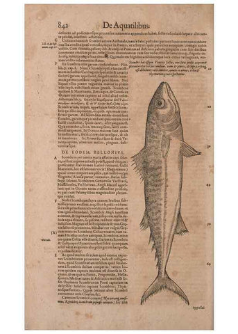 Reproducción/Reproduction 14948530264: Conradi Gesneri medici Tigurini Historiae animalium liber IV :. Francofurti :In Bibliopolio Andreae Cambieri,anno MDCIIII [1604]