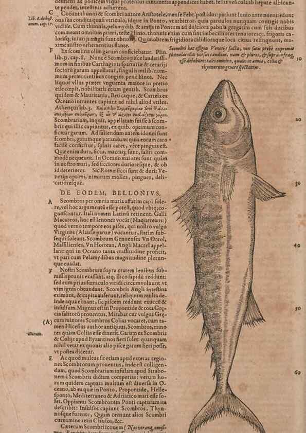 Reproducción/Reproduction 14948530264: Conradi Gesneri medici Tigurini Historiae animalium liber IV :. Francofurti :In Bibliopolio Andreae Cambieri,anno MDCIIII [1604]