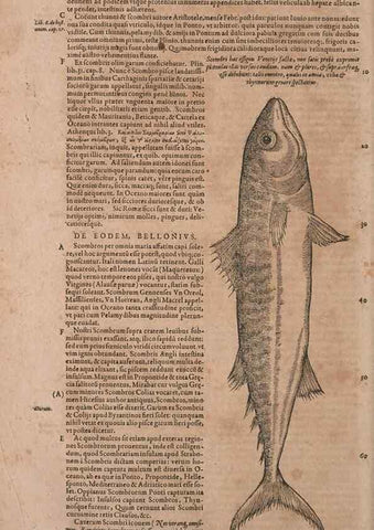 Reproducción/Reproduction 14948530264: Conradi Gesneri medici Tigurini Historiae animalium liber IV :. Francofurti :In Bibliopolio Andreae Cambieri,anno MDCIIII [1604]