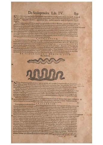 Reproducción/Reproduction 14949101223: Conradi Gesneri medici Tigurini Historiae animalium liber IV :. Francofurti :In Bibliopolio Andreae Cambieri,anno MDCIIII [1604]