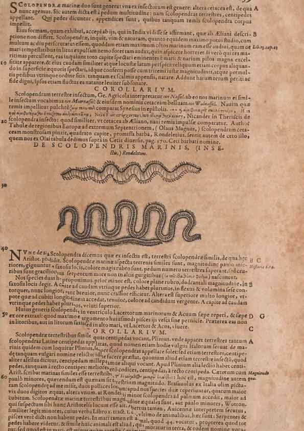 Reproducción/Reproduction 14949101223: Conradi Gesneri medici Tigurini Historiae animalium liber IV :. Francofurti :In Bibliopolio Andreae Cambieri,anno MDCIIII [1604]