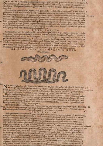 Reproducción/Reproduction 14949101223: Conradi Gesneri medici Tigurini Historiae animalium liber IV :. Francofurti :In Bibliopolio Andreae Cambieri,anno MDCIIII [1604]