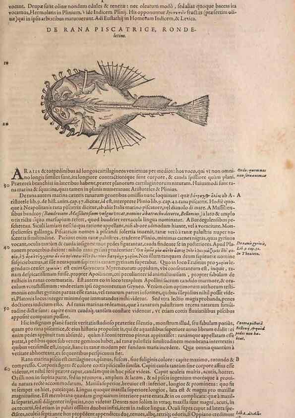 Reproducción/Reproduction 14949063573: Conradi Gesneri medici Tigurini Historiae animalium liber IV :. Francofurti :In Bibliopolio Andreae Cambieri,anno MDCIIII [1604]