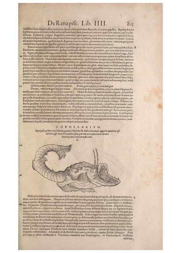 Reproducción/Reproduction 14949065643: Conradi Gesneri medici Tigurini Historiae animalium liber IV :. Francofurti :In Bibliopolio Andreae Cambieri,anno MDCIIII [1604]