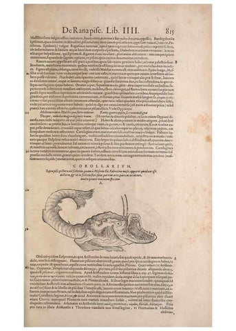 Reproducción/Reproduction 14949065643: Conradi Gesneri medici Tigurini Historiae animalium liber IV :. Francofurti :In Bibliopolio Andreae Cambieri,anno MDCIIII [1604]