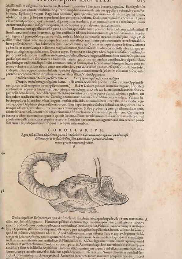 Reproducción/Reproduction 14949065643: Conradi Gesneri medici Tigurini Historiae animalium liber IV :. Francofurti :In Bibliopolio Andreae Cambieri,anno MDCIIII [1604]