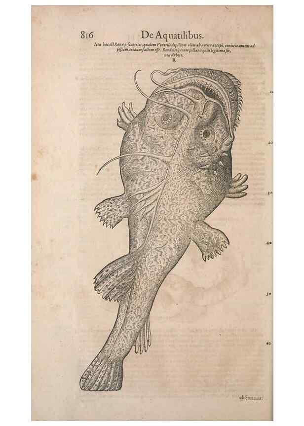 Reproducción/Reproduction 15545539616: Conradi Gesneri medici Tigurini Historiae animalium liber IV :. Francofurti :In Bibliopolio Andreae Cambieri,anno MDCIIII [1604]