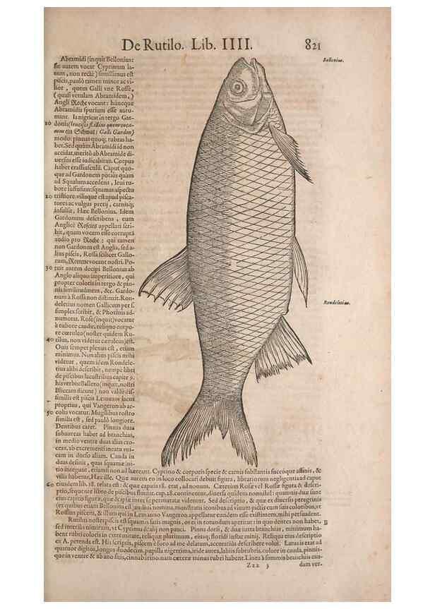 Reproducción/Reproduction 14949069193: Conradi Gesneri medici Tigurini Historiae animalium liber IV :. Francofurti :In Bibliopolio Andreae Cambieri,anno MDCIIII [1604]