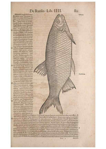 Reproducción/Reproduction 14949069193: Conradi Gesneri medici Tigurini Historiae animalium liber IV :. Francofurti :In Bibliopolio Andreae Cambieri,anno MDCIIII [1604]
