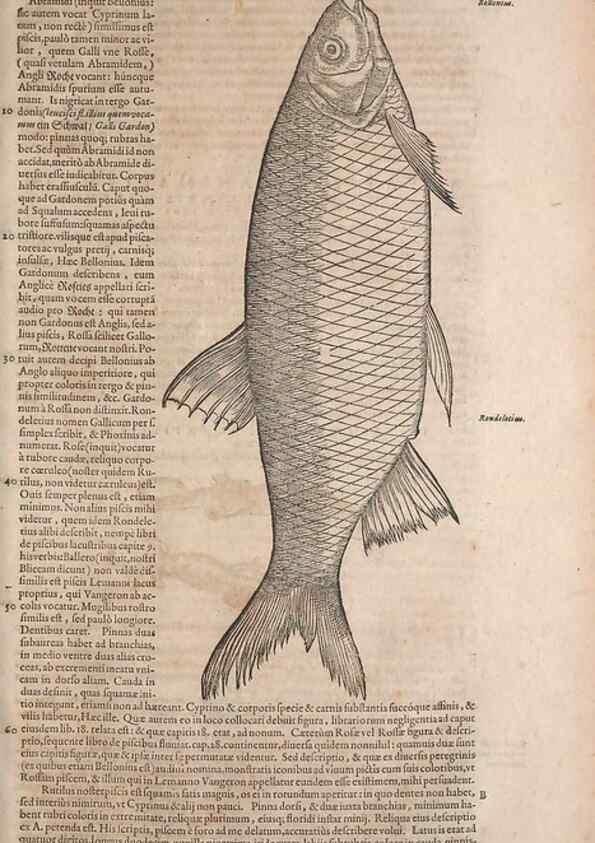 Reproducción/Reproduction 14949069193: Conradi Gesneri medici Tigurini Historiae animalium liber IV :. Francofurti :In Bibliopolio Andreae Cambieri,anno MDCIIII [1604]