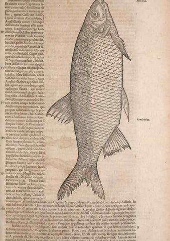 Reproducción/Reproduction 14949069193: Conradi Gesneri medici Tigurini Historiae animalium liber IV :. Francofurti :In Bibliopolio Andreae Cambieri,anno MDCIIII [1604]