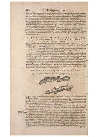 Reproducción/Reproduction 15569250165: Conradi Gesneri medici Tigurini Historiae animalium liber IV :. Francofurti :In Bibliopolio Andreae Cambieri,anno MDCIIII [1604]