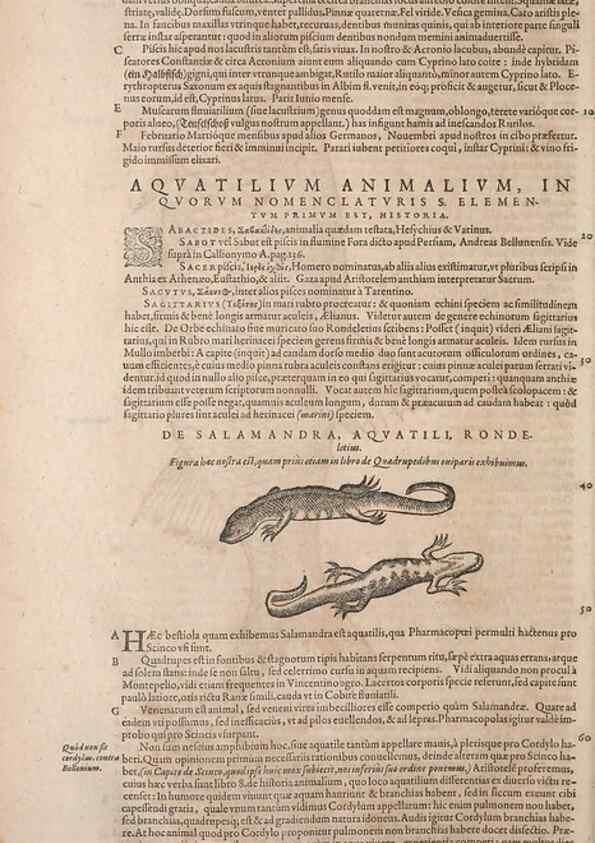 Reproducción/Reproduction 15569250165: Conradi Gesneri medici Tigurini Historiae animalium liber IV :. Francofurti :In Bibliopolio Andreae Cambieri,anno MDCIIII [1604]