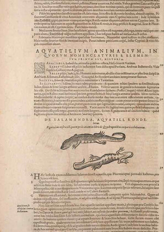 Reproducción/Reproduction 15569250165: Conradi Gesneri medici Tigurini Historiae animalium liber IV :. Francofurti :In Bibliopolio Andreae Cambieri,anno MDCIIII [1604]