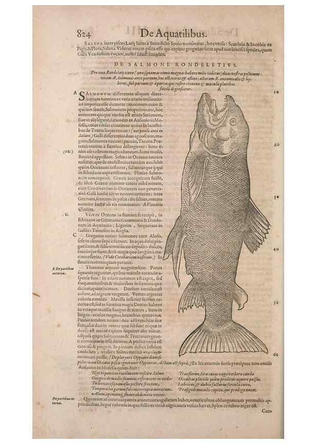 Reproducción/Reproduction 15570088482: Conradi Gesneri medici Tigurini Historiae animalium liber IV :. Francofurti :In Bibliopolio Andreae Cambieri,anno MDCIIII [1604]