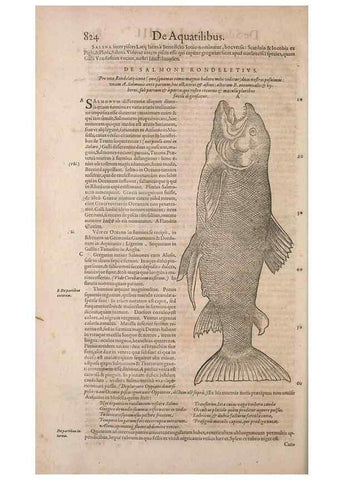 Reproducción/Reproduction 15570088482: Conradi Gesneri medici Tigurini Historiae animalium liber IV :. Francofurti :In Bibliopolio Andreae Cambieri,anno MDCIIII [1604]
