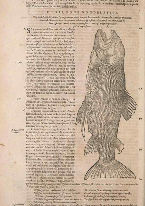 Reproducción/Reproduction 15570088482: Conradi Gesneri medici Tigurini Historiae animalium liber IV :. Francofurti :In Bibliopolio Andreae Cambieri,anno MDCIIII [1604]