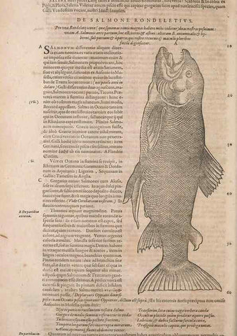 Reproducción/Reproduction 15570088482: Conradi Gesneri medici Tigurini Historiae animalium liber IV :. Francofurti :In Bibliopolio Andreae Cambieri,anno MDCIIII [1604]