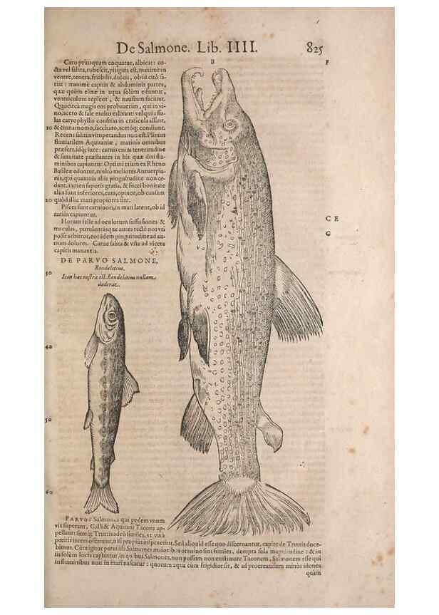 Reproducción/Reproduction 15382616939: Conradi Gesneri medici Tigurini Historiae animalium liber IV :. Francofurti :In Bibliopolio Andreae Cambieri,anno MDCIIII [1604]