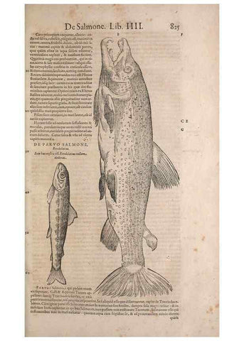 Reproducción/Reproduction 15382616939: Conradi Gesneri medici Tigurini Historiae animalium liber IV :. Francofurti :In Bibliopolio Andreae Cambieri,anno MDCIIII [1604]