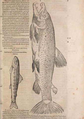 Reproducción/Reproduction 15382616939: Conradi Gesneri medici Tigurini Historiae animalium liber IV :. Francofurti :In Bibliopolio Andreae Cambieri,anno MDCIIII [1604]