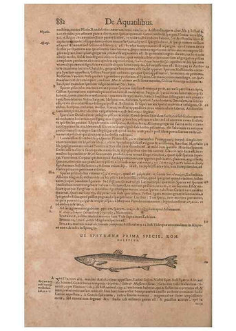 Reproducción/Reproduction 15383165758: Conradi Gesneri medici Tigurini Historiae animalium liber IV :. Francofurti :In Bibliopolio Andreae Cambieri,anno MDCIIII [1604]